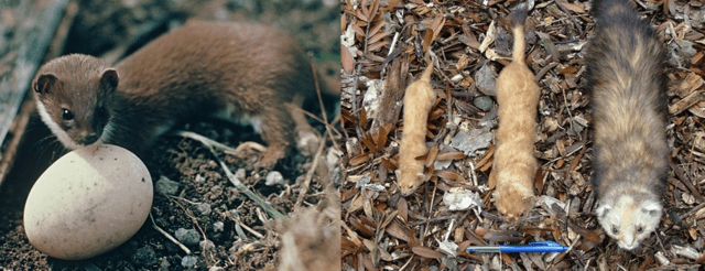 Left: Weasel. Right: weasel, stoat, ferret. Photo credit: Northland Regional Council