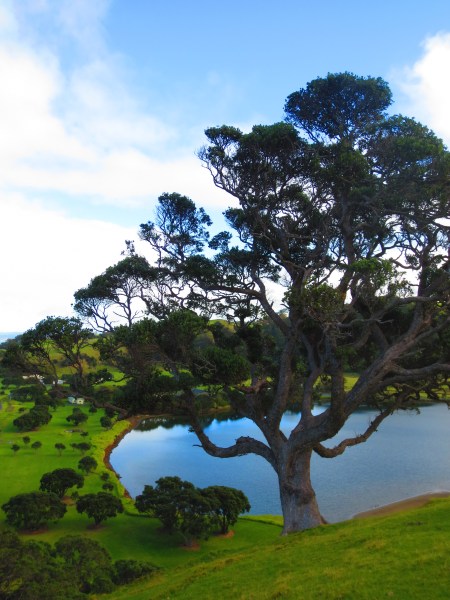View from Tawharanui's South Coast Trail. Photo Credit: Carrie Schuman