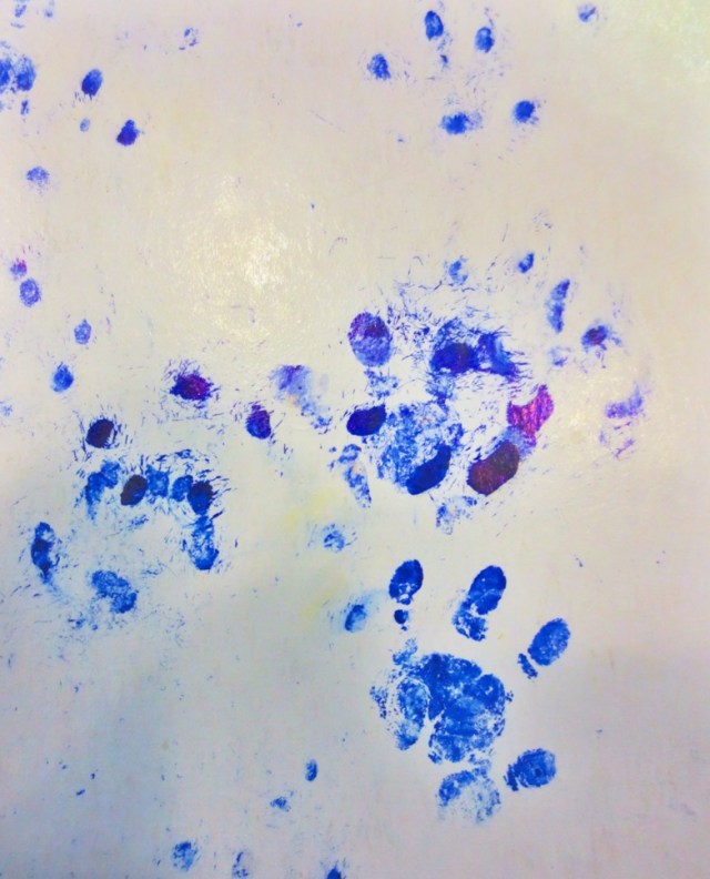 Hedgehog tracks from one the Black Trakka's ink cards. Photo credit: Carrie Schuman