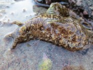 Depth Of Field 2 The Sea Hare Emerges Wanderlust A Blog About Life 