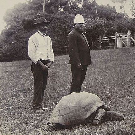 jonathan-the-tortoise-1900