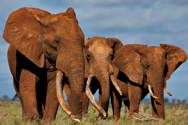 african-elephants-ivory-tusks-615